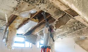 Why You Should Choose Our Mold Remediation Services in Cordova, AK